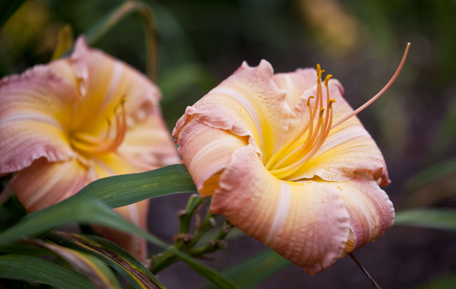 Davis Boxwood & Daylily Nursery